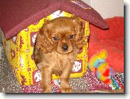 Anetka ve sv boudice